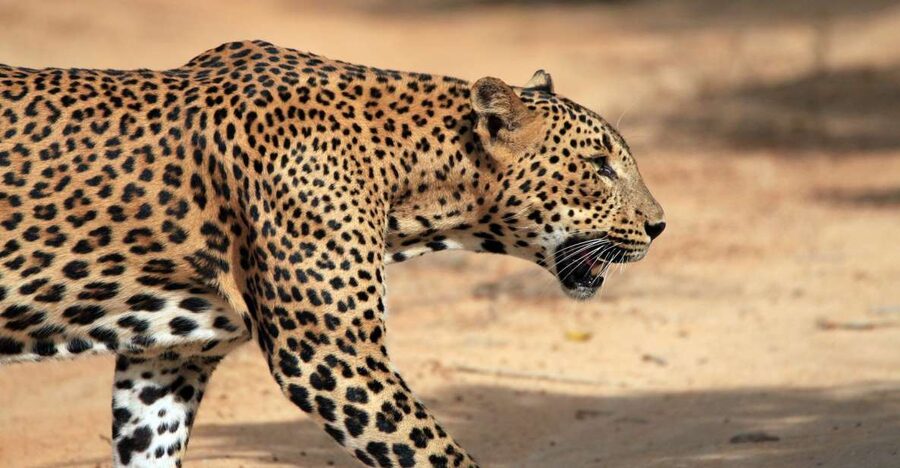 From Ella: Drop to Tangalle/Hiriketiya/Mirissa & Yala Safari - Why this transfer works so well