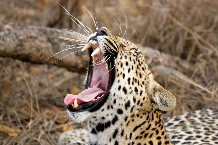 From Ella: Drop to Tangalle/Hiriketiya/Mirissa & Yala Safari - The guides make the difference