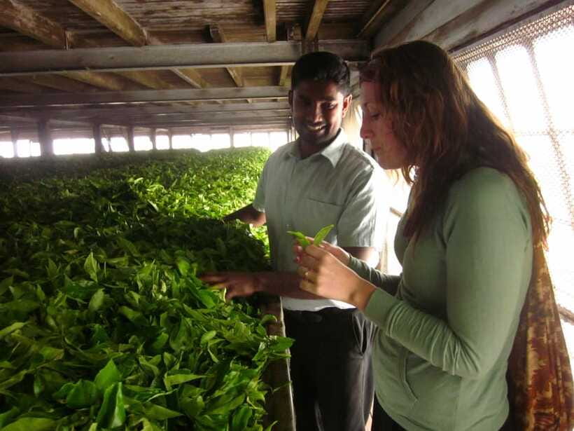 From Ella: Lipton Seat & Dambatenne Tea Factory Day Tour - Should you book the Lipton’s Seat and tea factory tour?