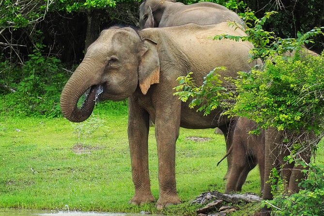 From Ella: Private Yala Safari & Transfer/Tangalle/Mirissa/Galla - What the driver adds to the day