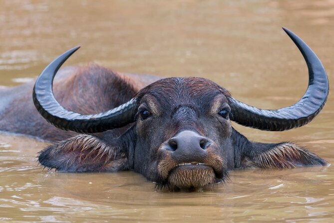From Ella: Private Yala Safari & Transfer/Tangalle/Mirissa/Galla - The real price is about $115 per person
