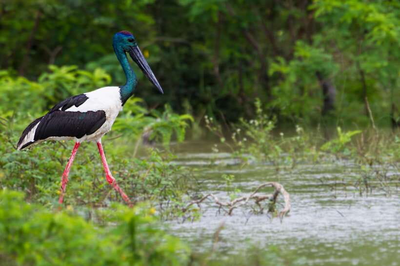 From Ella: Shuttle to Tangalle/Hiriketiya with Yala Safari - Key points to know before booking