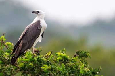 Shuttle to Tangalle/Hiriketiya with Yala Safari