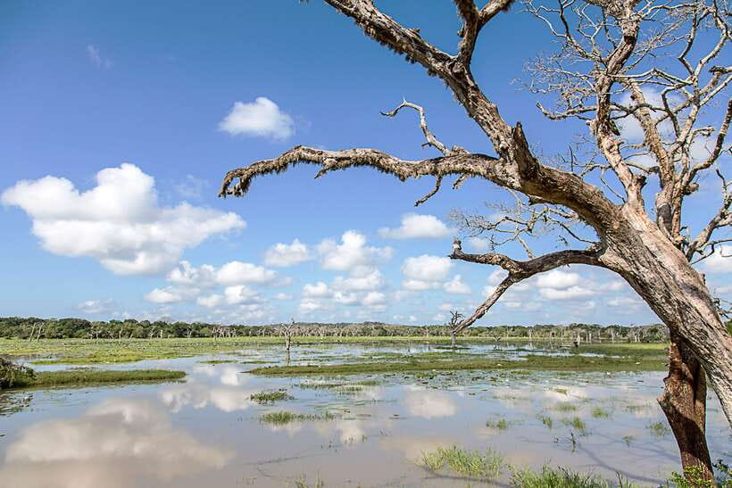 From Ella: Shuttle to Tangalle/Hiriketiya with Yala Safari - Who will get the most from this trip?
