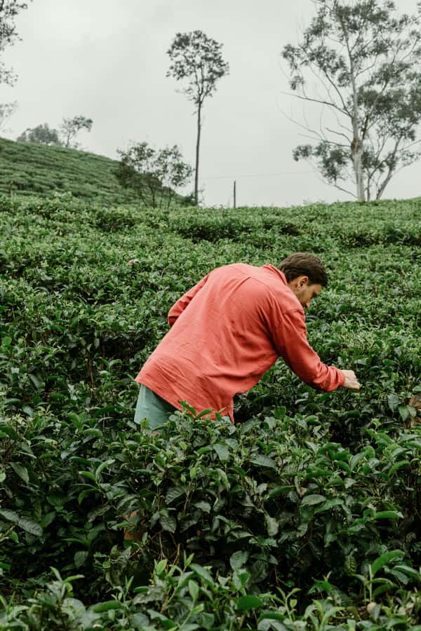 From Ella: Tea Adventure in Haputale with Village Lunch - Picking tea beside estate workers