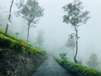 Tea Adventure in Haputale with Village Lunch