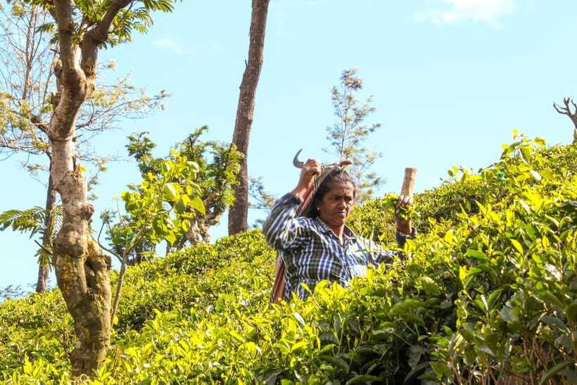 From Ella: Tea Adventure in Haputale with Village Lunch - How the guides affect the experience