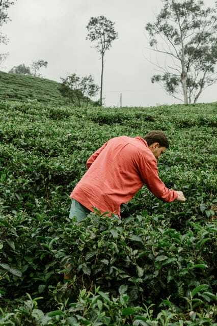 From Ella: Tea Adventure in Haputale with Village Lunch - Is $60 good value?