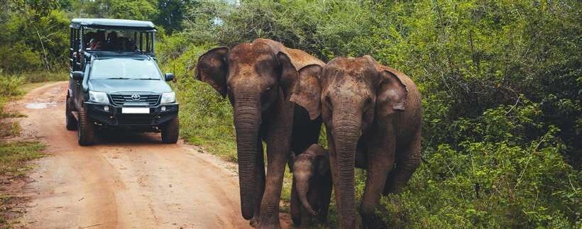 From Ella: Udawalawa Safari and Tangalle/Hiriketiya Transfer - Why this Ella-to-coast trip makes sense