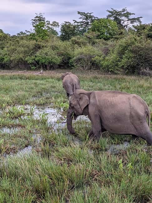 From Ella : Udawalawa Safari & Drop Tangalle/ Mirissa/ Galle - Continuing to Mirissa, Galle, Tangalle, or Hikkaduwa