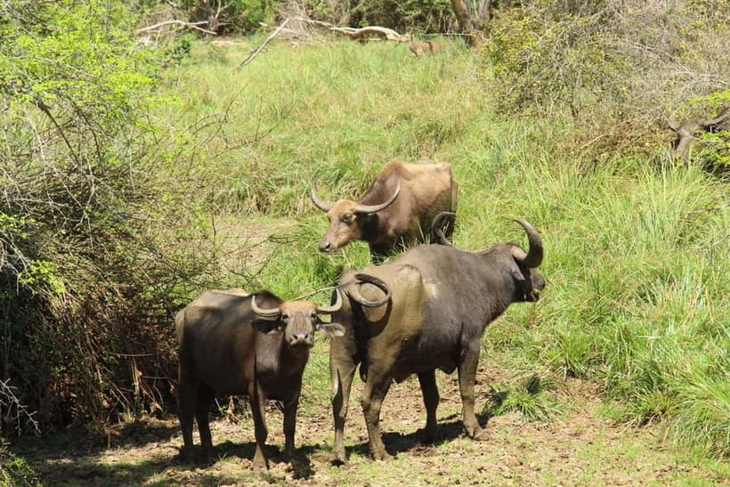 From Ella : Udawalawa Safari & Drop Tangalle/ Mirissa/ Galle - Booking tips that can save frustration