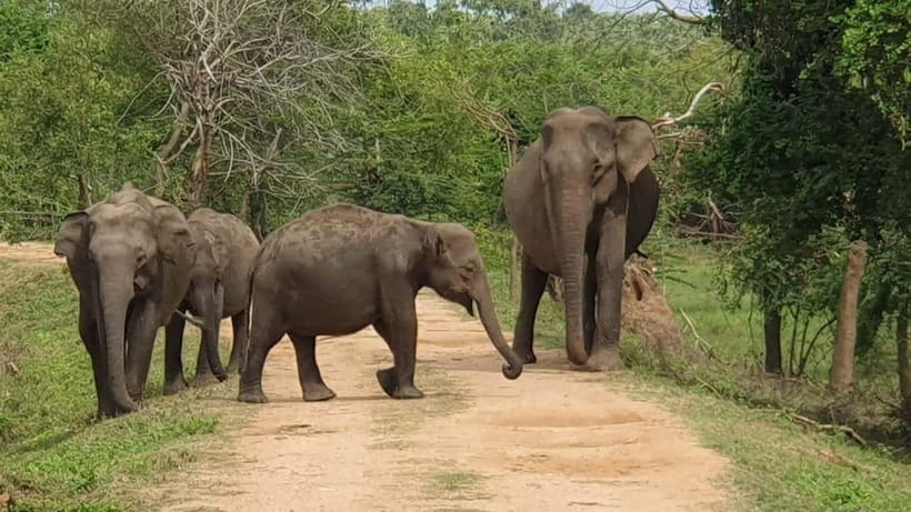 From Ella : Udawalawa Safari & Drop Tangalle/ Mirissa/ Galle - Three hours among Udawalawe’s elephants