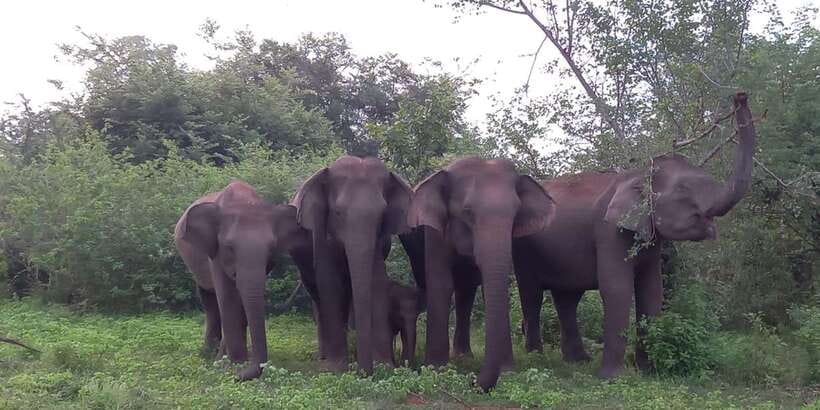 From Ella: Udawalawe National Park Safari Tour - Why this route works from Ella