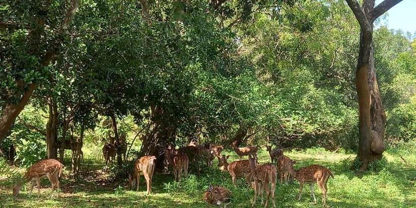 From Ella: Udawalawe National Park Safari Tour - Elephants, crocodiles, and the wider animal list