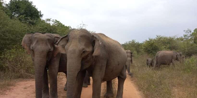 From Ella: Udawalawe National Park Safari Tour - Guide Gimhana and the value of local knowledge