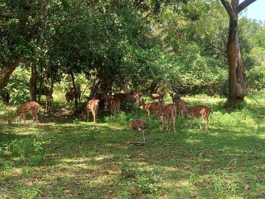 From Ella: Udawalawe National Park Safari Tour - Price, inclusions, and the cost you still need to add