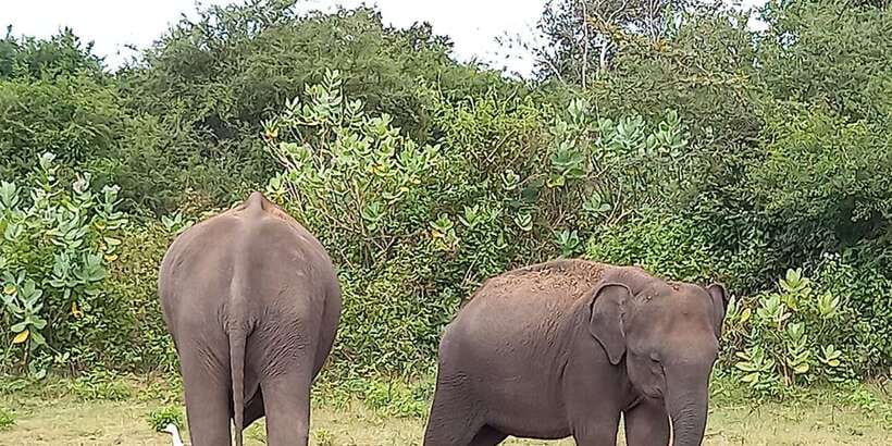 From Ella: Udawalawe National Park Safari Tour - What the four-hour safari feels like