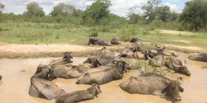 From Ella: Udawalawe Safari with Elephant Transit Home - Key points at a glance