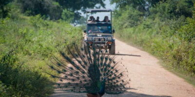 Udawalawe Safari with Elephant Transit Home