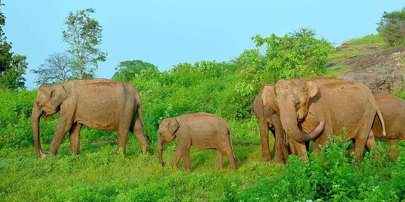 From Ella: Udawalawe Safari with Elephant Transit Home - What makes the elephant sightings special