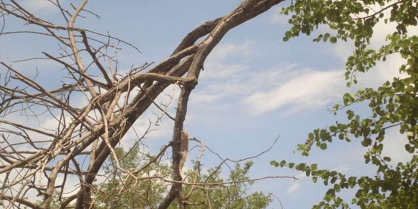 From Ella: Udawalawe Safari with Elephant Transit Home - Who should book this Ella safari?