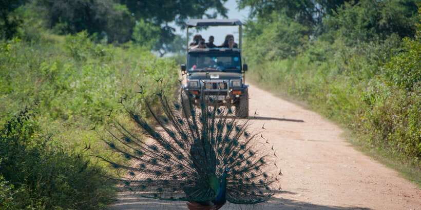 From Ella: Udawalawe Safari with Elephant Transit Home - The 9:00 AM pickup from Ella