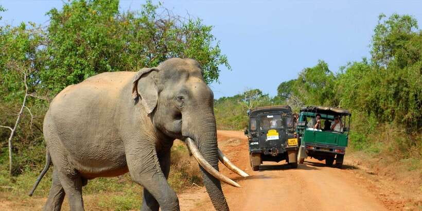 From Ella: Yala National Park Jeep Safari Tour - Key points to know before booking