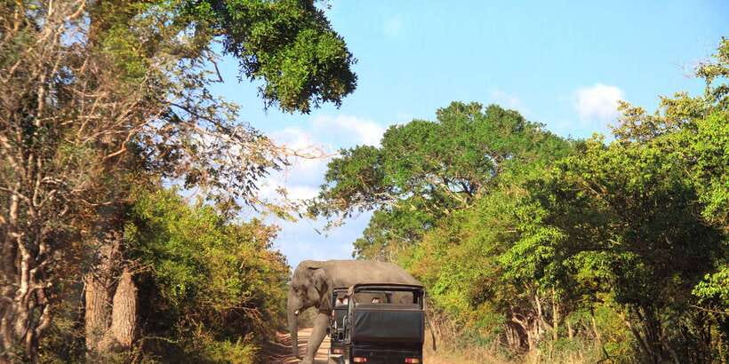 From Ella: Yala National Park Jeep Safari Tour - The road from Ella to Yala
