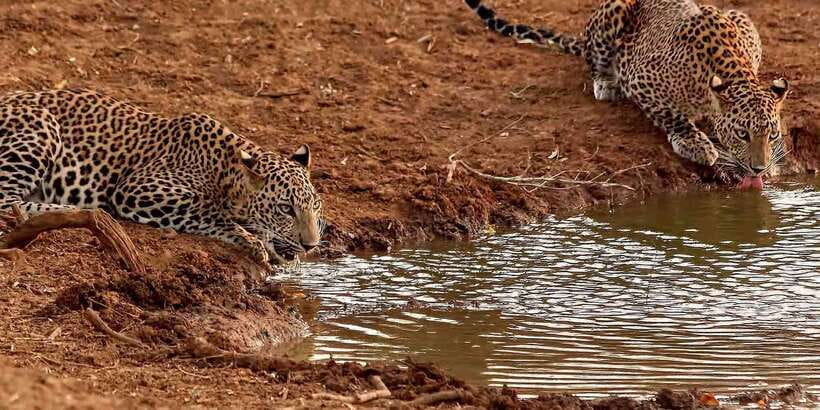 From Ella: Yala National Park Jeep Safari Tour - Why the 1:00 PM safari timing matters