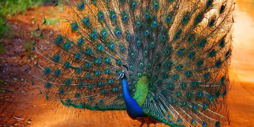 From Ella: Yala National Park Jeep Safari Tour - The animals you may encounter