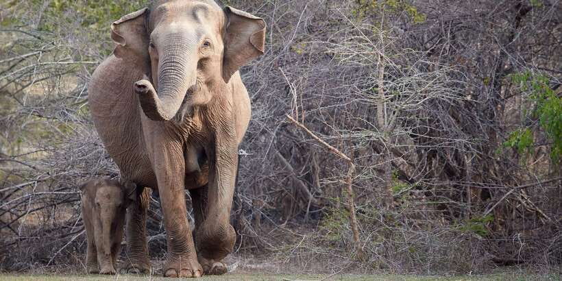 From Ella: Yala National Park Jeep Safari Tour - What is included, and what is not