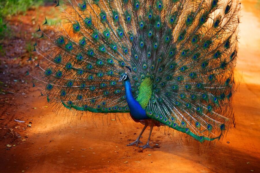 From Ella: Yala National Park Jeep Safari Tour - The return to Ella