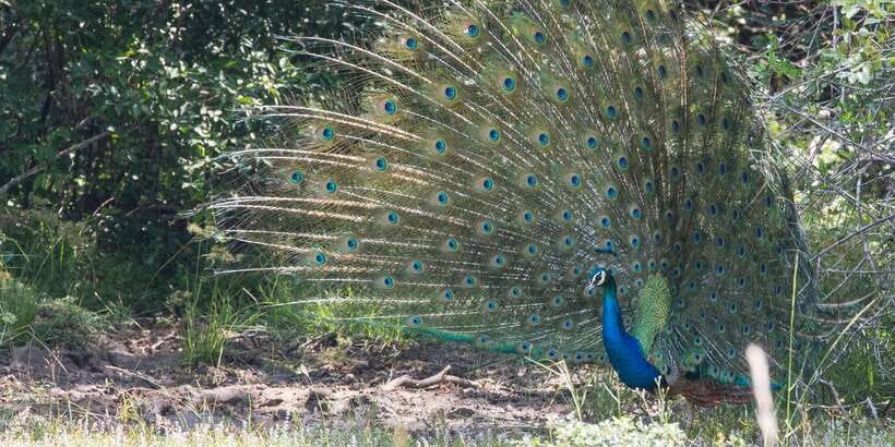 From Ella: Yala National Park Jeep Safari Tour - Who should book this Yala safari?