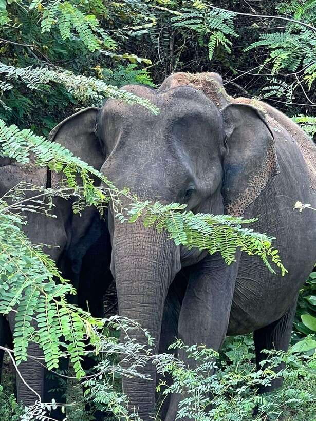 From Ella - Yala National Park Leopard Safari Tour - The transfer car and the safari jeep
