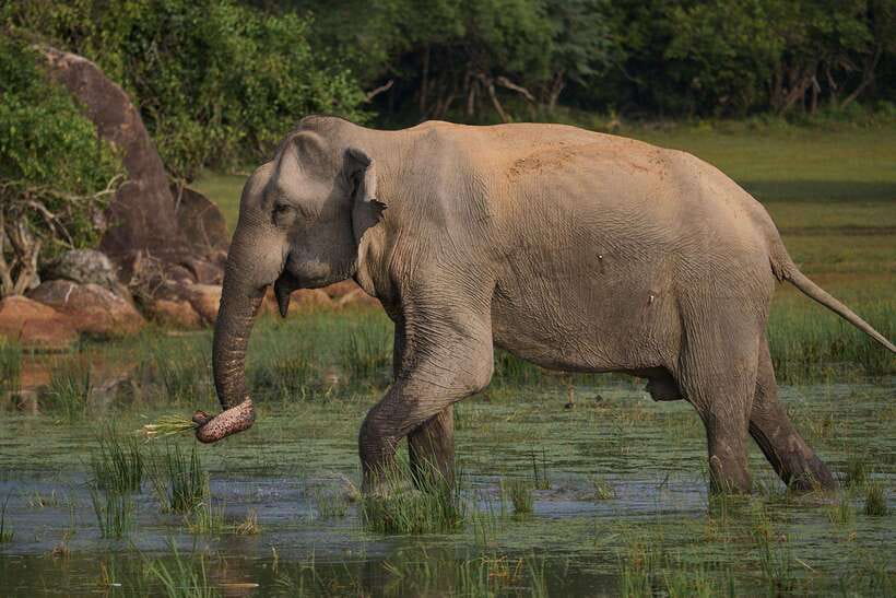 From Ella - Yala National Park Leopard Safari Tour - Who should choose this Yala safari
