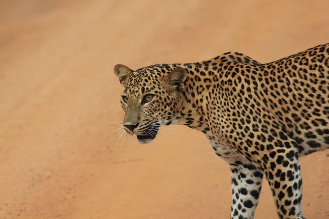 From: Ella - YALA Safari - Drop off: Arugam Bay / Arugambay - Inside Yala at the 6 a.m. opening