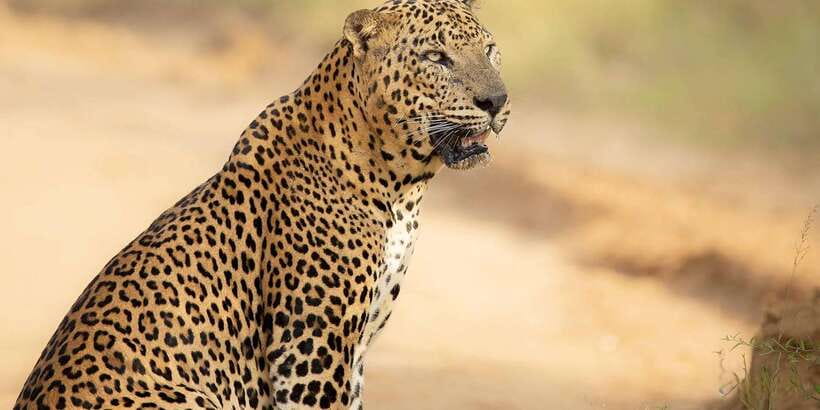 From Ella - Yala Safari - Drop-off : Galle/Mirissa/Hikkaduwa - Key points to know before booking