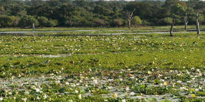 From Ella - Yala Safari - Drop-off : Galle/Mirissa/Hikkaduwa - Who should choose this Yala safari?