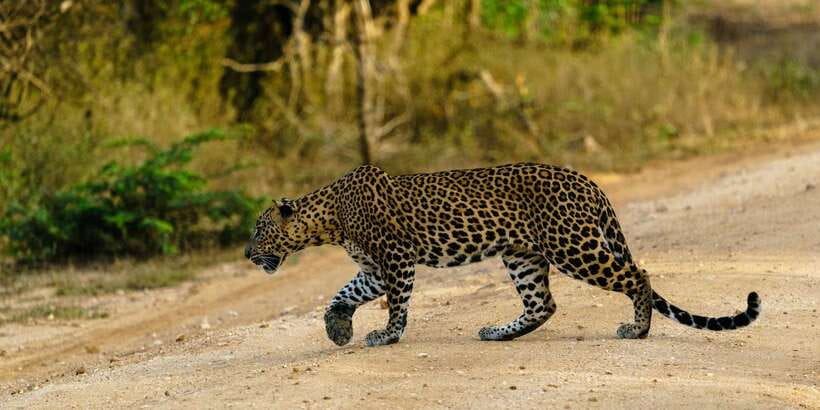 From Ella - Yala Safari - Drop-off : Galle/Mirissa/Hikkaduwa - From Ella to Yala, a useful but very long day
