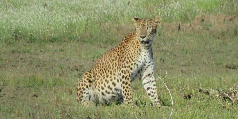 From Ella - Yala Safari - Drop-off : Galle/Mirissa/Hikkaduwa - Four hours inside Yala National Park
