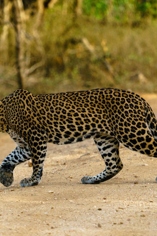 From Ella - Yala Safari - Drop-off : Galle/Mirissa/Hikkaduwa - Wildlife, photos, and the luck factor