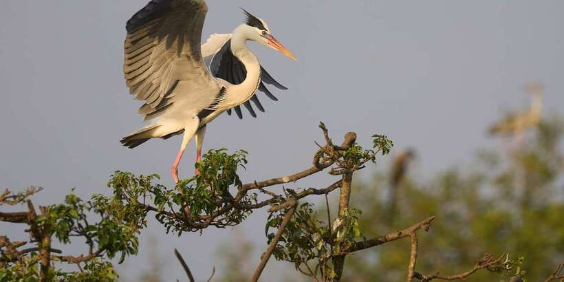 From Ella - Yala Safari - Drop-off : Galle/Mirissa/Hikkaduwa - Is $37 good value once the extras are added?
