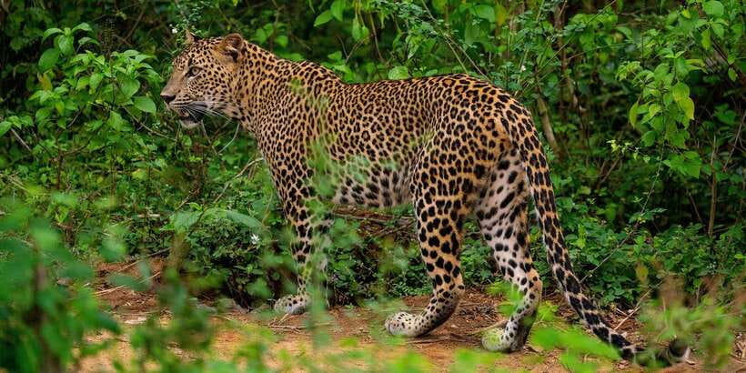 From Ella - Yala Safari - Drop-off : Galle/Mirissa/Hikkaduwa - Hotel pickup and the road to the park