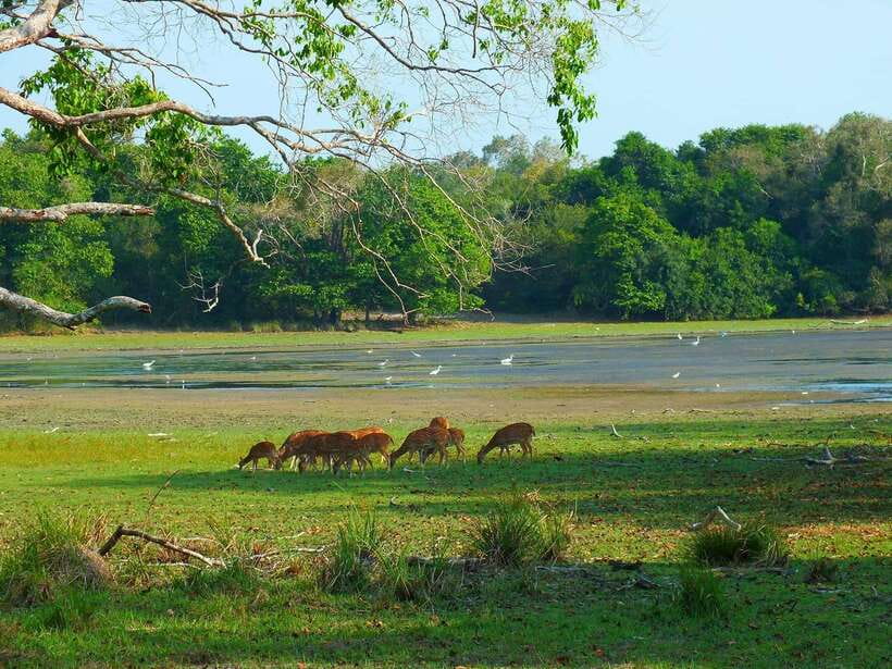 From Ella: Yala Safari Tour with Drop at Tangalle/Hiriketiya - Who will get the most from this trip