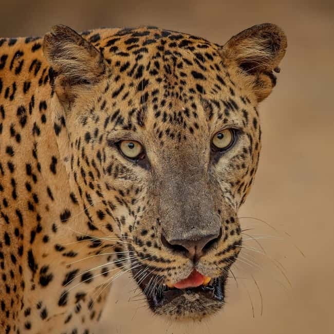 From Ella: Yala Safari & Transfer to Tangalle/Mirissa/Galle - Key points to know before booking