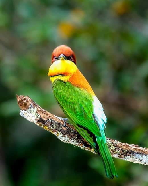 From Ella: Yala Safari & Transfer to Tangalle/Mirissa/Galle - How to make the most of the safari