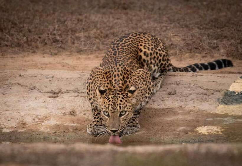 From Ella: Yala Safari with Tangalle/Mirissa/Galle Drop-off - Key points to know before booking