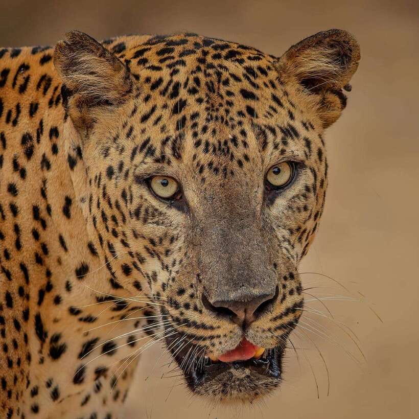 From Ella: Yala Safari with Tangalle/Mirissa/Galle Drop-off - Why this Ella to Yala route makes sense