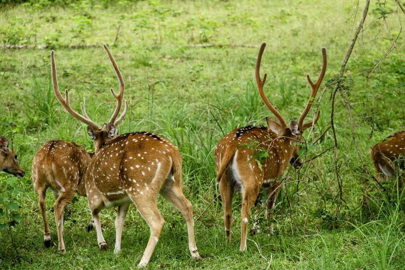From Ella: Yala Safari with Tangalle/Mirissa/Galle Drop-off - Four hours watching Yala wildlife