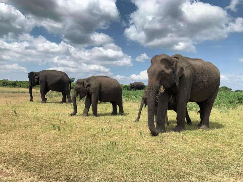 From Ella: Yala Safari with Tangalle/Mirissa/Galle Drop-off - What the guide contributes